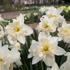 Amaryllidaceae Narcissus x hybridus hort. cv. Palmares