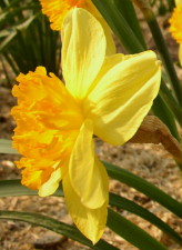 Амариллисовые Нарцисс гибридный  сорт Патачо