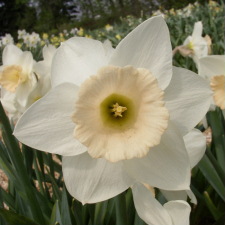 Amaryllidaceae Narcissus x hybridus hort. cv. Passionale
