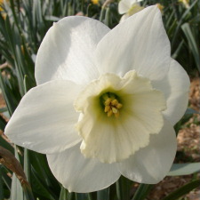 Amaryllidaceae Narcissus x hybridus hort. cv. Pigeon