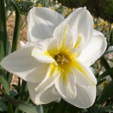 Amaryllidaceae Narcissus x hybridus hort. cv. Lemon Beauty
