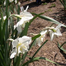 Amaryllidaceae Narcissus x hybridus hort. cv. Lemon Beauty