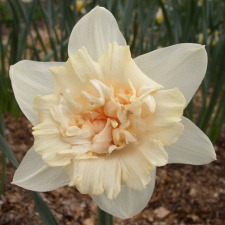 Amaryllidaceae Narcissus x hybridus hort. cv. Petit Four