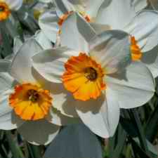 Amaryllidaceae Narcissus x hybridus hort. cv. Pensive