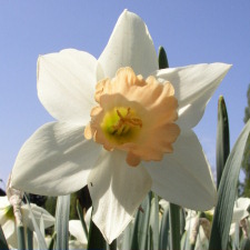 Amaryllidaceae Narcissus x hybridus hort. cv. Pink Giant