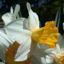 Амариллисовые Нарцисс гибридный  сорт Пинк Фэнси