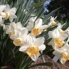 Амариллисовые Нарцисс гибридный  сорт Пинк Фэнси