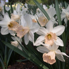 Amaryllidaceae Narcissus x hybridus hort. cv. Pink Glory