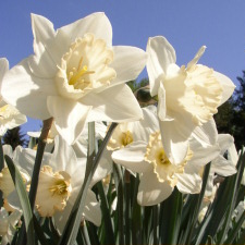 Amaryllidaceae Narcissus x hybridus hort. cv. Pink Select