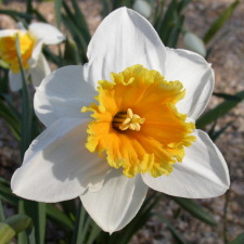 Amaryllidaceae Narcissus x hybridus hort. cv. Paole Veronese