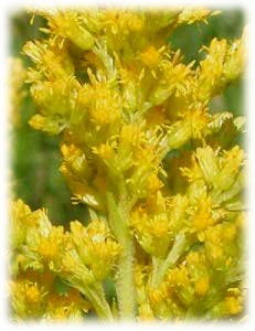 Asteraceae Solidago canadensis L. 