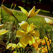Lilium x hybridum hort. cv. Aragon