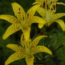 Liliaceae Lilium x hybridum hort. cv. Полянка