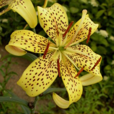 Liliaceae Lilium x hybridum hort. cv. Сестра Аэлиты