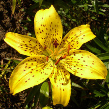 Liliaceae Lilium x hybridum hort. cv. Destiny