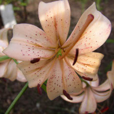 Liliaceae Lilium x hybridum hort. cv. Honey Queen