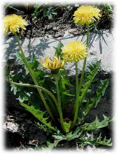 Asteraceae Taraxacum officinale Wigg. 