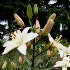 Liliaceae Lilium x hybridum hort. cv. Mont Blanc