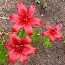 Lilium x hybridum hort. cv. Flekac