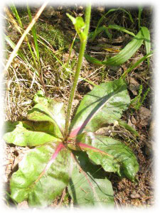 Asteraceae Trommsdorfia maculata (L.) Bernh. 