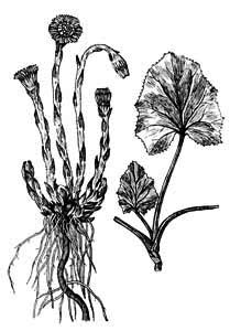 Asteraceae Tussilago farfara L. 