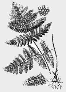 Athyriaceae Gymnocarpium dryopteris (L.) Newm. 