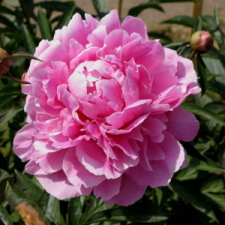 Paeonia x hybrida hort. cv. Frosted Rose