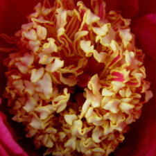 Paeonia x hybrida hort. cv. Surugu