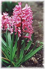 Hyacinthus x hybridus hort. cv. General Pelissier