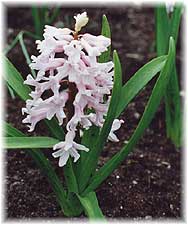 Hyacinthus x hybridus hort. cv. Kroonprinses Margaretha