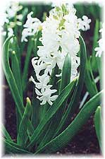 Hyacinthus x hybridus hort. cv. Madame Kruger