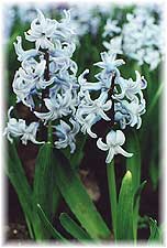 Hyacinthaceae Hyacinthus x hybridus hort. cv. Perle Brillante