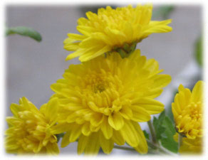 Астровые Хризантема индийская  сорт Taffeta Yellow