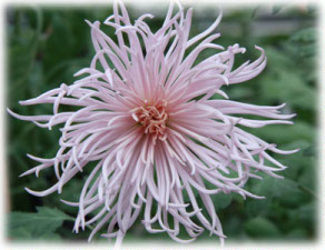 Asteraceae Chrysanthemum indicum L. cv. Rayonnant Pink