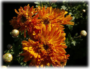 Chrysanthemum coreanum (H. Levl. et Vaniot) Nakai ex T. Mori cv. Оранжевый Закат