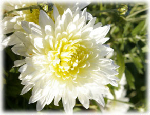 Chrysanthemum coreanum (H. Levl. et Vaniot) Nakai ex T. Mori cv. Светозар