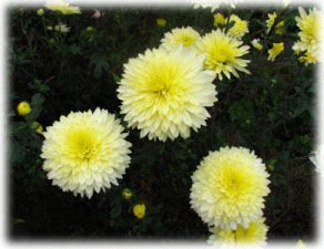 Asteraceae Chrysanthemum coreanum (H. Levl. et Vaniot) Nakai ex T. Mori cv. Мягкое Золото