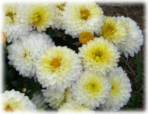 Chrysanthemum coreanum (H. Levl. et Vaniot) Nakai ex T. Mori cv. Первый Снег