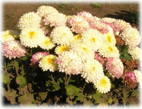 Asteraceae Chrysanthemum coreanum (H. Levl. et Vaniot) Nakai ex T. Mori cv. Первый Снег