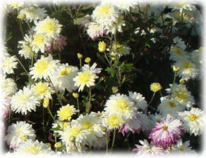 Chrysanthemum coreanum (H. Levl. et Vaniot) Nakai ex T. Mori cv. Белоснежка