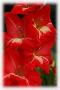 Gladiolus x hybridus hort. cv. Ambush