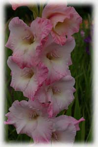 Iridaceae Gladiolus x hybridus hort. cv. Badger Rose