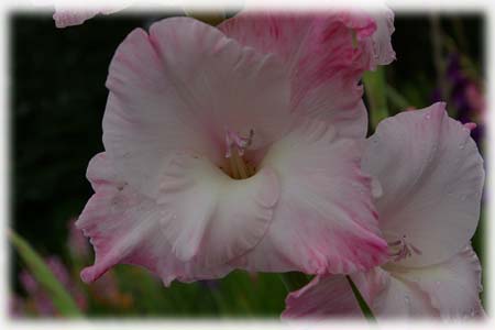 Касатиковые Гладиолус гибридный  сорт Badger Rose