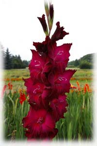 Gladiolus x hybridus hort. cv. Black Stallion