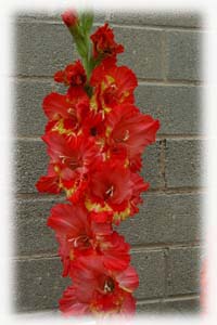 Iridaceae Gladiolus x hybridus hort. cv. Color Parade