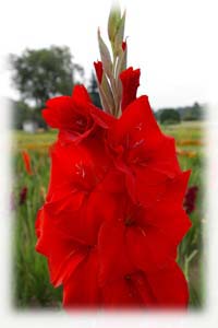 Gladiolus x hybridus hort. cv. Cordula