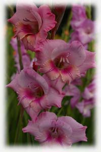 Iridaceae Gladiolus x hybridus hort. cv. Country Charm