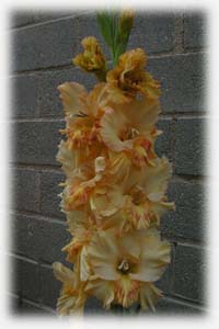 Gladiolus x hybridus hort. cv. Donna Maria