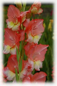Gladiolus x hybridus hort. cv. Orchid Charm