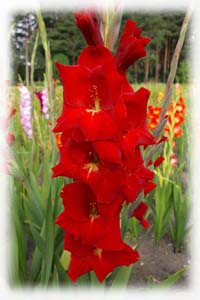 Gladiolus x hybridus hort. cv. Oskar